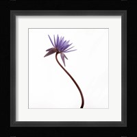 Water Lily Fine Art Print