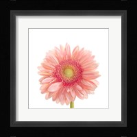 Gerbera Daisy Fine Art Print