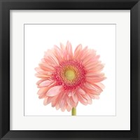 Gerbera Daisy Fine Art Print