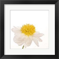 Gold Standard Peony Fine Art Print