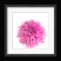 Swan Island Dahlia Fine Art Print