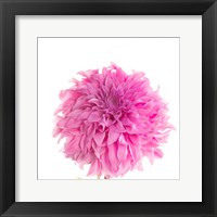 Swan Island Dahlia Fine Art Print