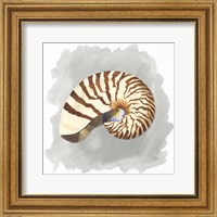 Shells on Grey III Fine Art Print