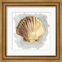 Shells on Grey V Fine Art Print