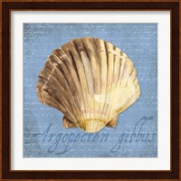 Oceanum Shells Blue V Fine Art Print