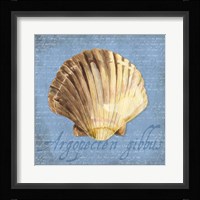 Oceanum Shells Blue V Framed Print