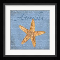 Oceanum Shells Blue VI Framed Print