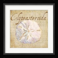 Oceanum Shells Beige IV Framed Print