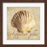 Oceanum Shells Beige V Fine Art Print