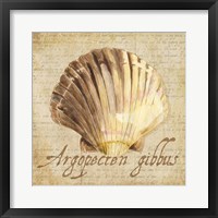 Oceanum Shells Beige V Fine Art Print
