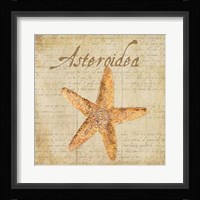 Oceanum Shells Beige VI Framed Print