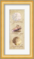 Oceanum Shell Panel Beige I Fine Art Print