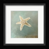 Treasures from the Sea III Framed Print