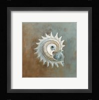 Treasures from the Sea III Framed Print