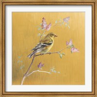 Female Goldfinch on Gold Fine Art Print