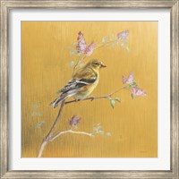 Female Goldfinch on Gold Fine Art Print