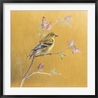 Female Goldfinch on Gold Fine Art Print