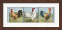 Noble Roosters V Fine Art Print
