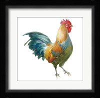 Noble Rooster III on White Framed Print