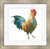 Noble Rooster III on White Fine Art Print