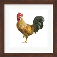 Noble Rooster II on White Fine Art Print