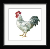 Noble Rooster IV on White Framed Print