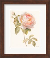 Garden Rose Fine Art Print