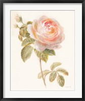 Garden Rose Fine Art Print