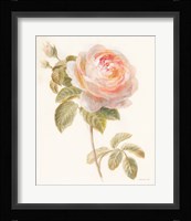 Garden Rose Framed Print