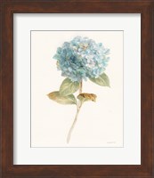 Garden Hydrangea Fine Art Print