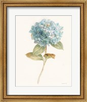 Garden Hydrangea Fine Art Print