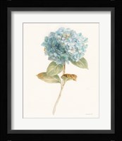 Garden Hydrangea Framed Print