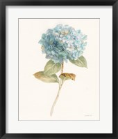 Garden Hydrangea Framed Print