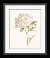 Garden Peony Framed Print