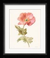 Garden Poppy Framed Print