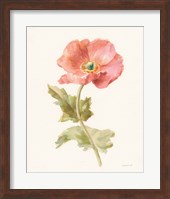 Garden Poppy Fine Art Print