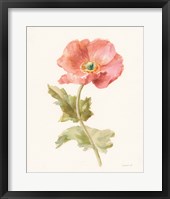 Garden Poppy Framed Print