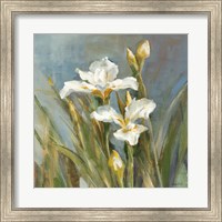Spring Iris II Fine Art Print