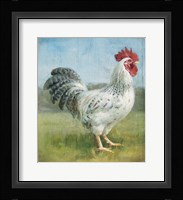 Noble Rooster IV v.2 Vintage No Border Framed Print