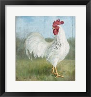 Noble Rooster I Vintage No Border Framed Print