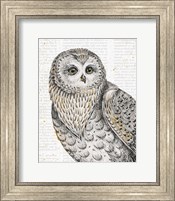Beautiful Owls IV Fine Art Print