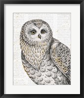 Beautiful Owls IV Framed Print