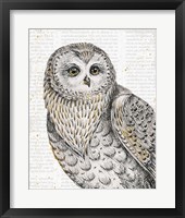 Beautiful Owls IV Fine Art Print