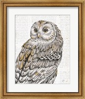Beautiful Owls III Fine Art Print