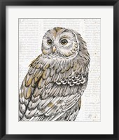 Beautiful Owls III Framed Print