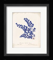 Botanical Fern III Blue Aged Framed Print