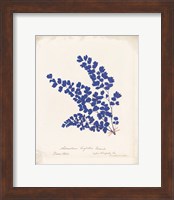 Botanical Fern III Blue Aged Fine Art Print