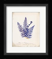 Botanical Fern IV Blue Framed Print