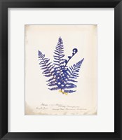 Botanical Fern IV Blue Framed Print
