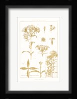 Golden Phlox on White Framed Print